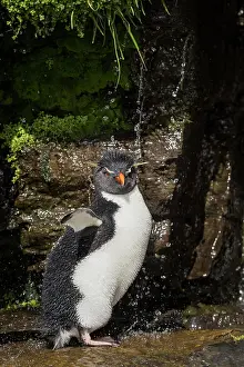 Shower: Rockhopper Penguin (Eudyptes chrysocome) cleans
