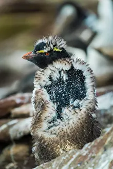 Moulting: Rockhopper Penguin (Eudyptes chrysocome) young moulting
