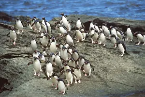 Falkland: ROCKHOPPER PENGUIN - Group walking back to rookery