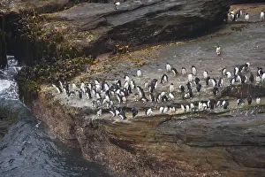 Enter: Rockhopper Penguin - groups waiting to enter sea