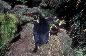 Gough: Rockhopper penguin - incubating