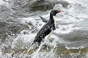 Chrysocome: Rockhopper Penguin - leaping out of surf onto rocky shore
