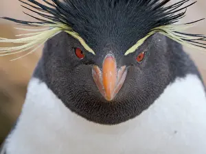 Southern Hemisphere: Rockhopper penguin during spring on Saunders Island