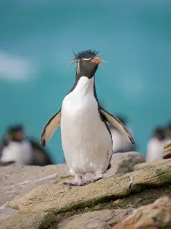 Southern Hemisphere: Rockhopper penguin during spring on Saunders Island