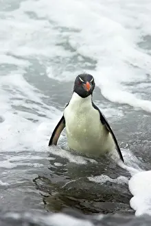 Struggling: Rockhopper Penguin - struggling ashore in pounding waves