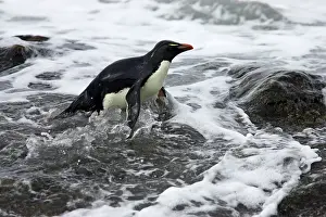 Struggling: Rockhopper Penguin - Struggling ashore in pounding waves