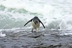 Struggling: Rockhopper Penguin - struggling ashore in pounding waves