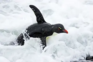 Struggling: Rockhopper Penguin - struggling ashore in pounding waves