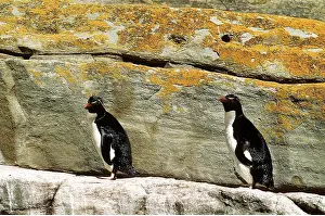 Falkland: ROCKHOPPER PENGUIN - two, on rock