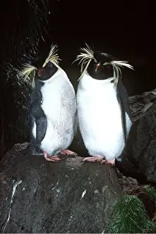 Hairstyles: ROCKHOPPER PENGUIN x two on rock