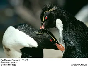 Axel Bunge: Rockhopper PENGUINS