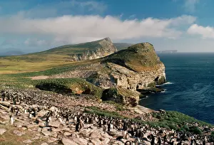 Crestatus: Rockhopper Penguins - colony