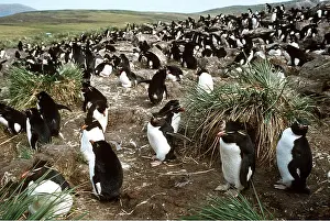Communities: ROCKHOPPER PENGUINS - colony