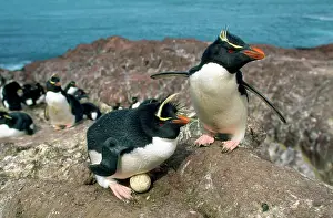 Crestatus: Rockhopper Penguins - and egg - pair at nest with egg