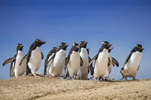 Fledgling: Rockhopper penguins (Eudyptes chrysocome) on the way to their colony