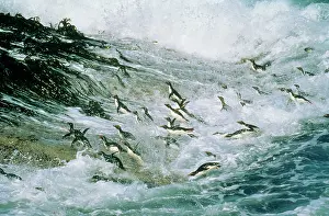 Hopping: Rockhopper PENGUINS - group jumping through sea