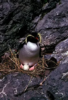 Gough: Rockhopper penguins - incubating