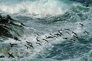 Surfing: Rockhopper Penguins - surfing into shore