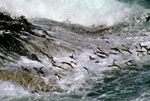 Surfing: Rockhopper penguins - surfing in to shore