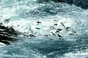 Surfing: Rockhopper Penguins - surfing into shore