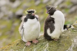 Scruffy: Rockhopper Penguins - Young ones
