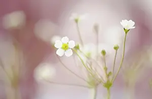 Starburst: RockJasmine