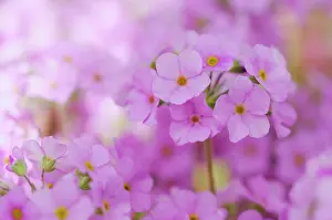 Androsace: RockJasmine