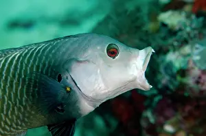 Ampat: Rockmover Wrasse