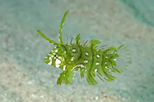 Novaculichthys: Rockmover Wrasse - juvenile