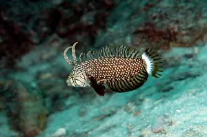 Novaculichthys: Rockmover Wrasse Sub-adult