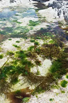 Rockpools: Rockpool creatures and plants
