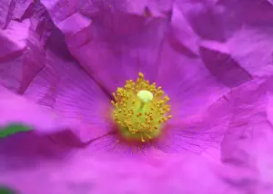 Crumpled: Rockrose