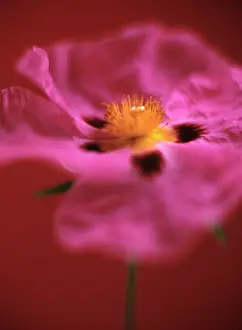 Rockrose: Rockrose