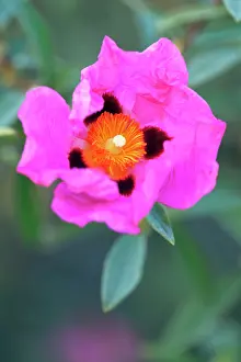 Purpureus: Rockrose