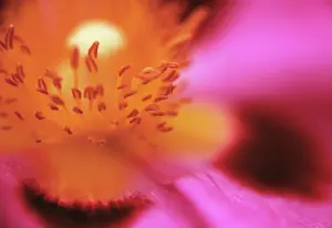 Rockrose: Rockrose
