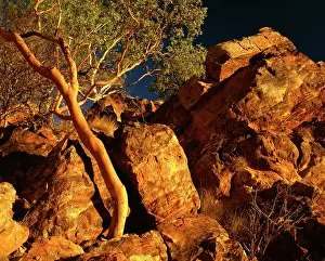 Eucalypt: Rocks and a eucalypt.in early morning light. Boodjamulla