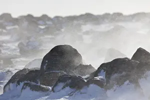 100119: Rocks in a snowstorm - Vik - Iceland