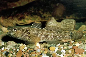 Gobies: Rocky Goby