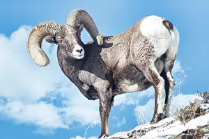 Ovis: Rocky Mountain Big Horn Ram in the Lamar Valley