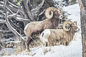 Ovis: Rocky Mountain Big Horn Sheep in the Lamar Valley
