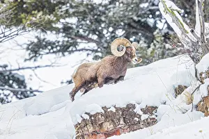 Ovis: Rocky Mountain Big Horn Sheep in the Lamar Valley