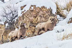 Ovis: Rocky Mountain Big Horn Sheep in the Lamar Valley