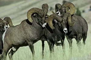 Confronation: Rocky Mountain Bighorn / Big-Horn SHEEP - rams