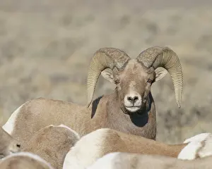 New Mexico: Rocky Mountain bighorn ram with ewes. Rio Grande Norte, New