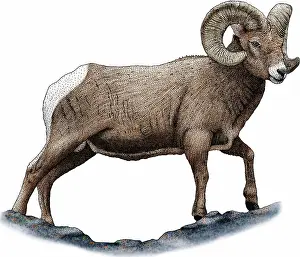 Bighorn: Rocky mountain bighorn sheep