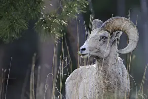 B Moose Peterson: Rocky Mountain Bighorn Sheep close up - Close up