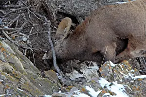 Zoopharmacognosy: Rocky Mountain Bighorn Sheep - eating the earth