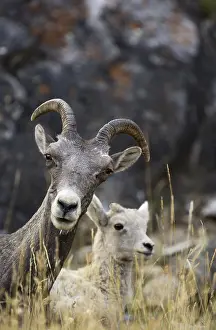B Moose Peterson: Rocky Mountain Bighorn Sheep kid - Rocky Mountain