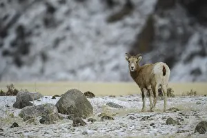 B Moose Peterson: Rocky Mountain Bighorn Sheep kid in snow - Rocky