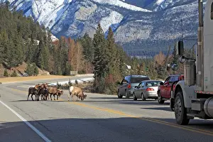 Zoopharmacognosy: Rocky Mountain Bighorn Sheep - licking to get the